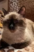 Олеся Прохоренко, изображение к комментарию.